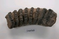 東方劍齒象右下第三臼齒(模)藏品圖，第1張